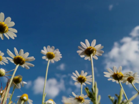 Gänseblümchen vor blauem Sommerhimmel von unten fotografirert